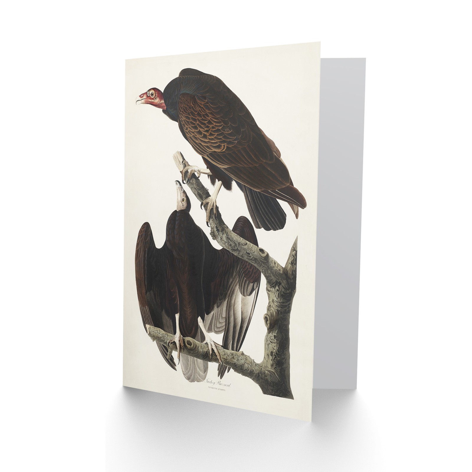John James Audubon Art Card Turkey Buzzard Vulture