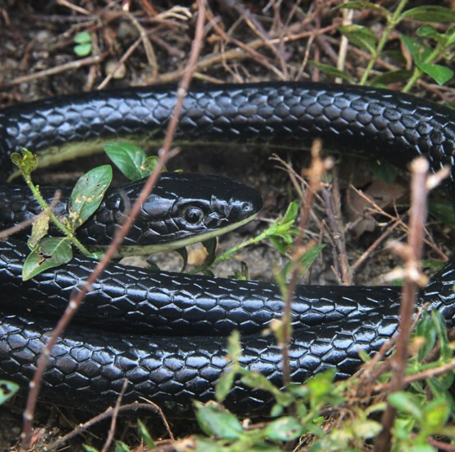 1/2X Realistic Fake Snake 50″ Lifelike Scary Rubber Scare Toy Prank Party Garden