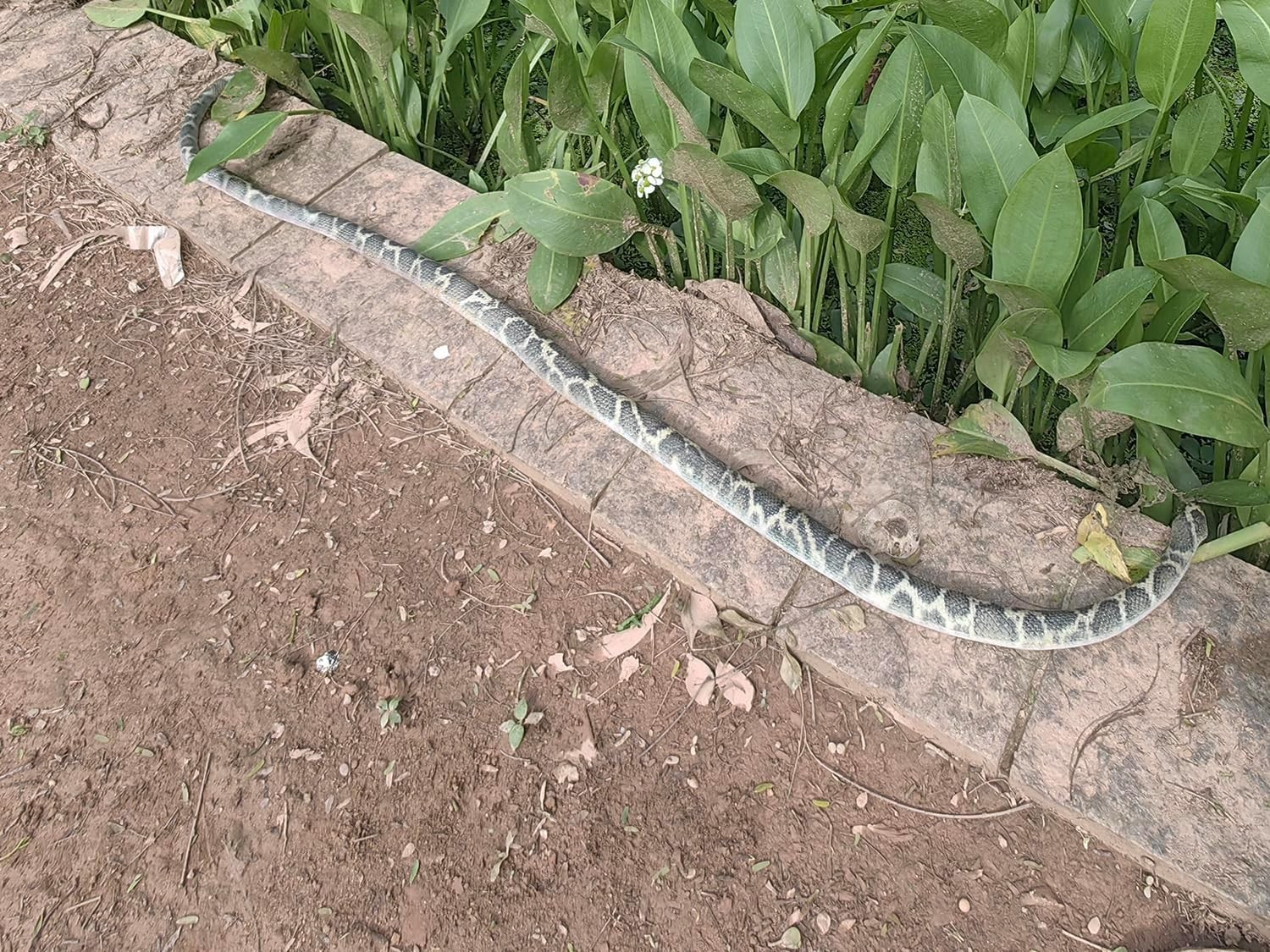 53″ Rubber Snake Realistic Fake Snakes Prank Toy to Keep Birds Away Scare Lar…