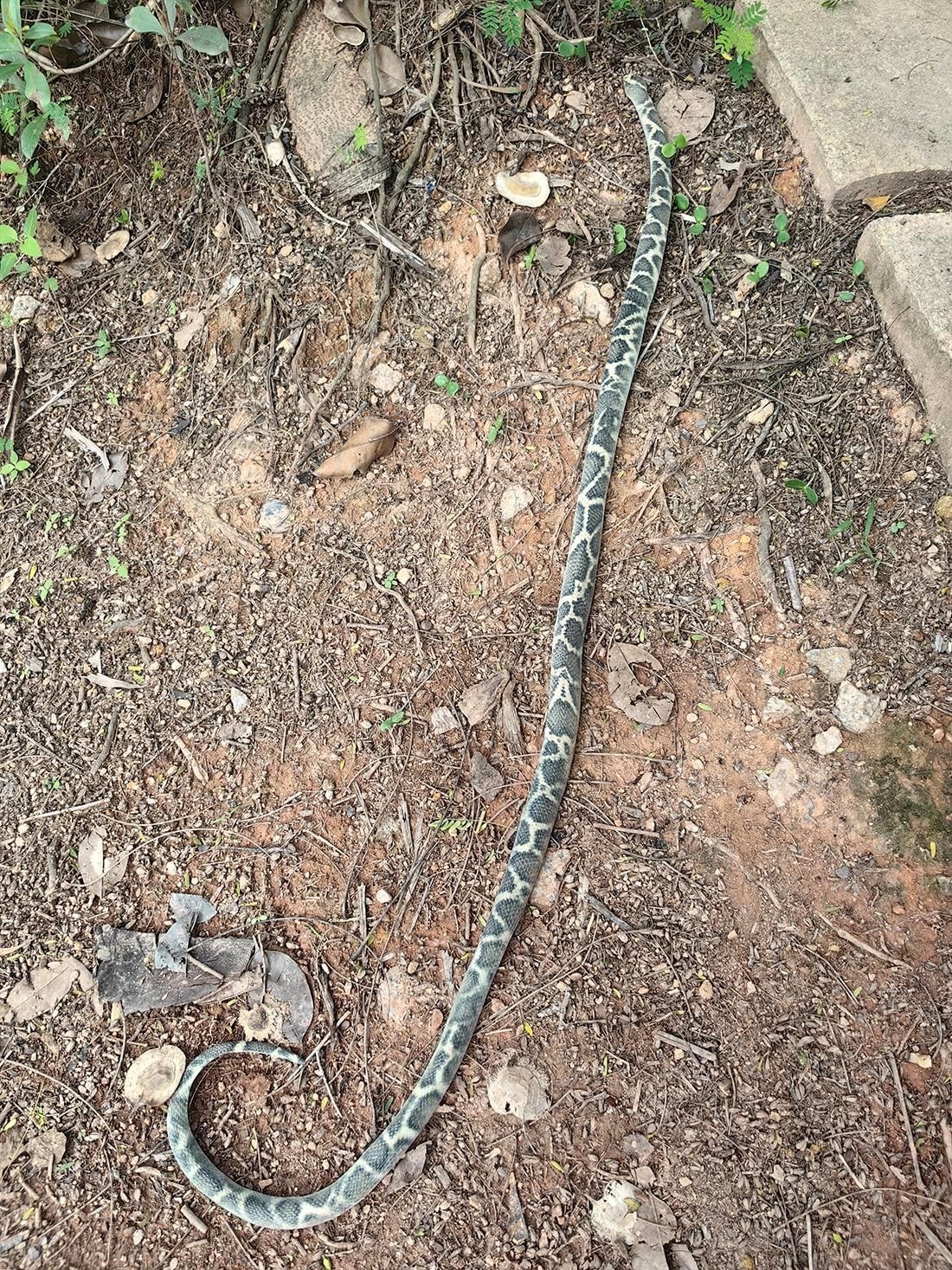 53″ Rubber Snake Realistic Fake Snakes Prank Toy to Keep Birds Away Scare Lar…