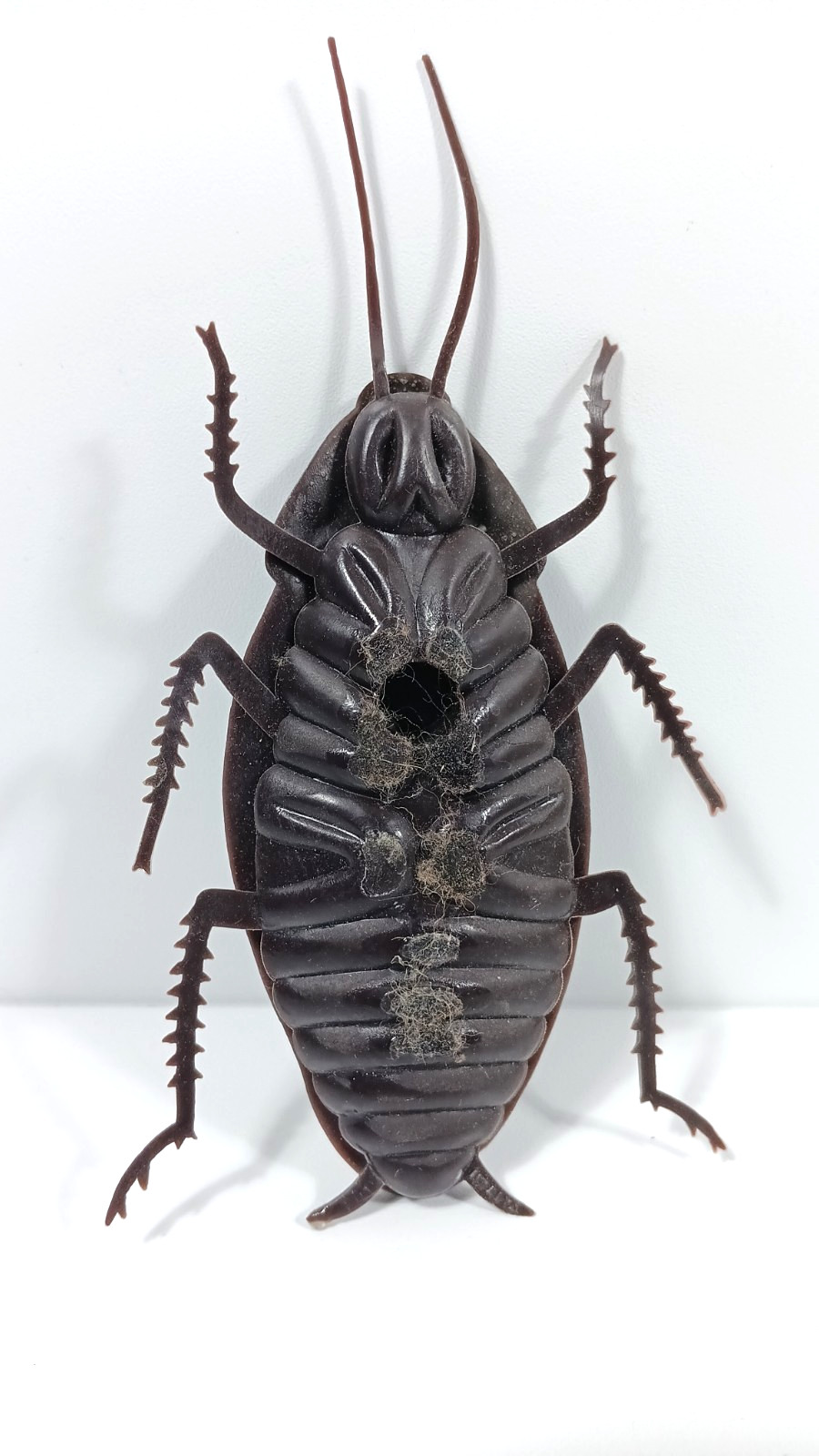 JUMBO COCKROACH 6″ Giant Rubber Fake Bug Prank Joke Gag Funny Roach Halloween