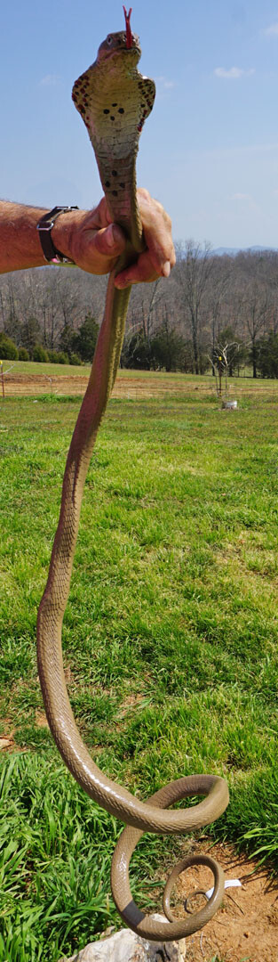 Cobra Rubber Snake Replica – AAA – Choice of 8 Varieties