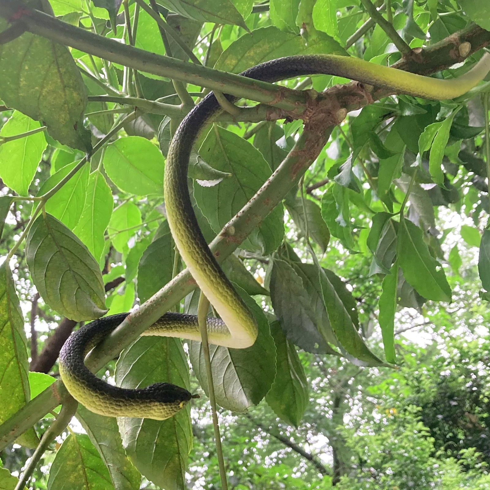 4 Pcs 31.5″ Realistic Rubber Snake Toy Fake Snake Toy for Prank, Garden Props to
