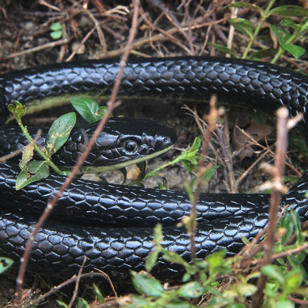 Realistic Rubber Fake Snake Toy 50 Inch Mamba for Garden Props and Practical …