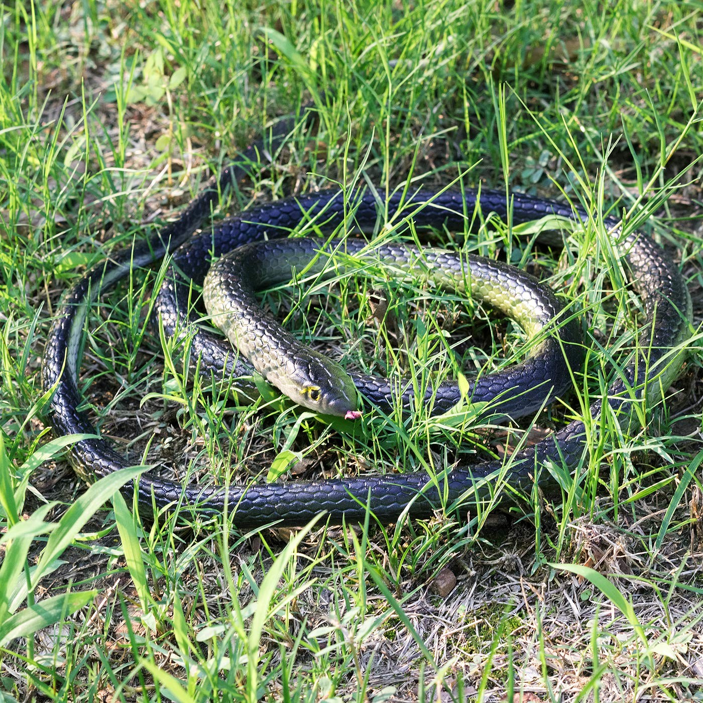 3 Pack Realistic Rubber Snakes for Garden Props Birds Squirrels Mice Scare Toy