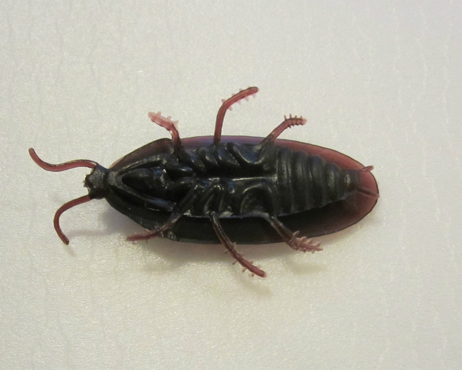 75 REALISTIC FAKE COCKROACHES LARGE CREEPY COCK ROACH BUGS PRANK GAG GIFT