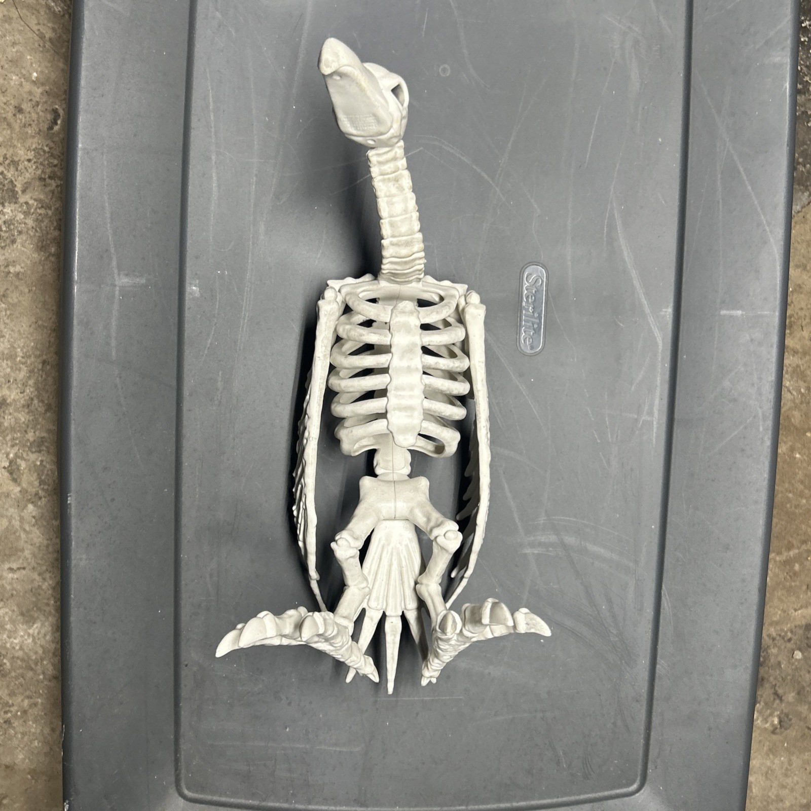 Halloween Skeleton VULTURE Buzzard Bird Animal Decorations Realistic Bones Prop