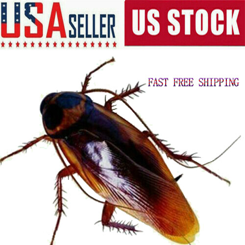 20PCS Rubber Cockroaches Realistic Cock Roach Rubber Fake Creepy Bugs Gag Toy US