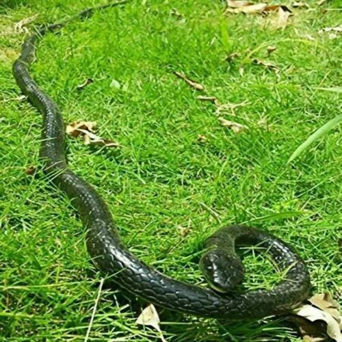 1/2X Realistic Fake Snake 50″ Lifelike Scary Rubber Scare Toy Prank Party Garden