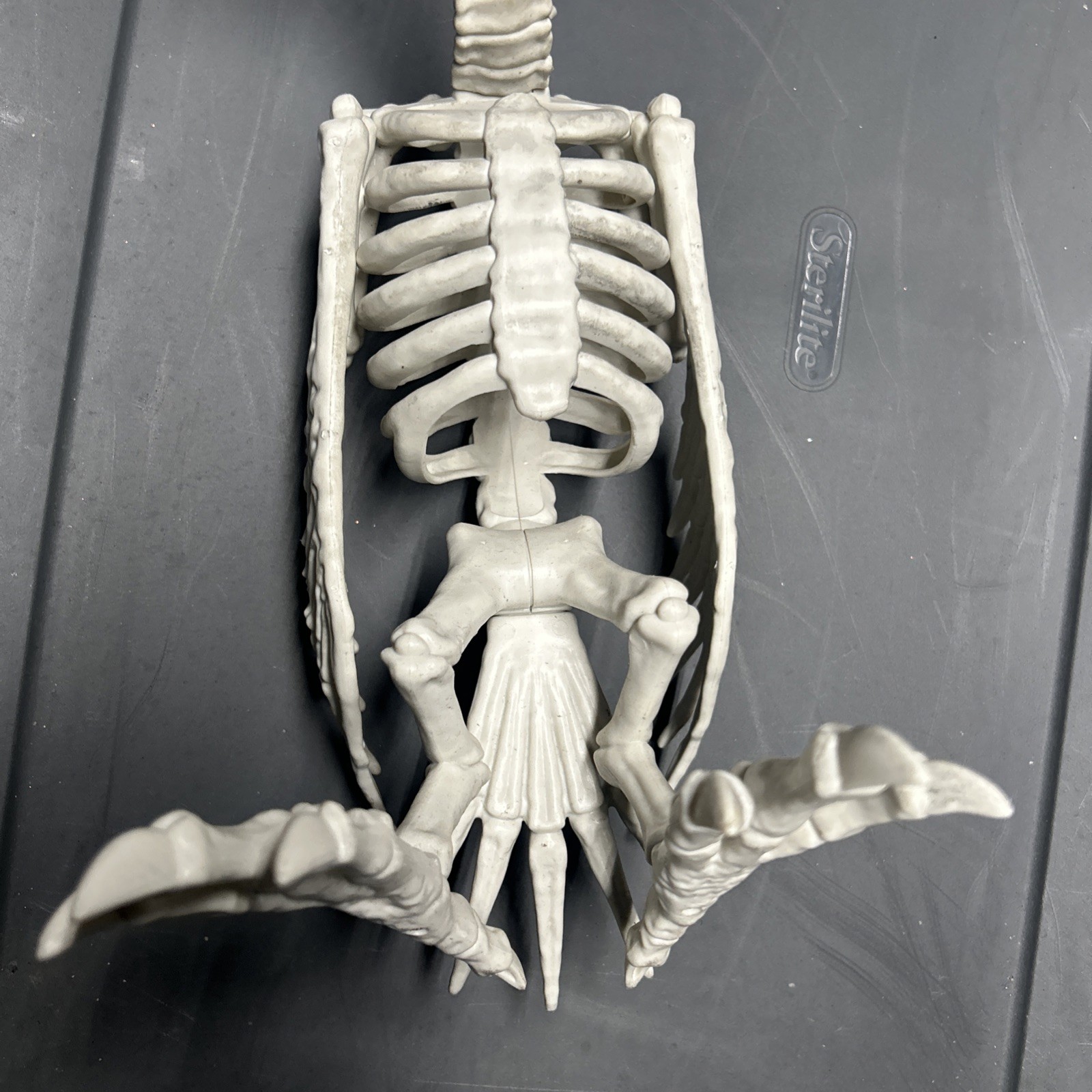 Halloween Skeleton VULTURE Buzzard Bird Animal Decorations Realistic Bones Prop
