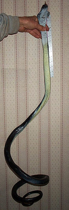 Cobra Rubber Snake Replica – AAA – Choice of 8 Varieties