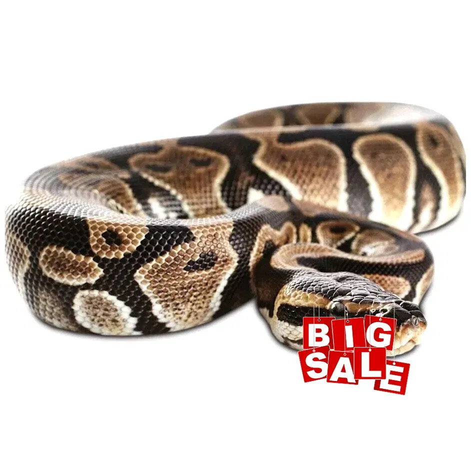 Realistic Big Rubber Snake Lifelike Scary Prank Toy Joke Party Prop Garden