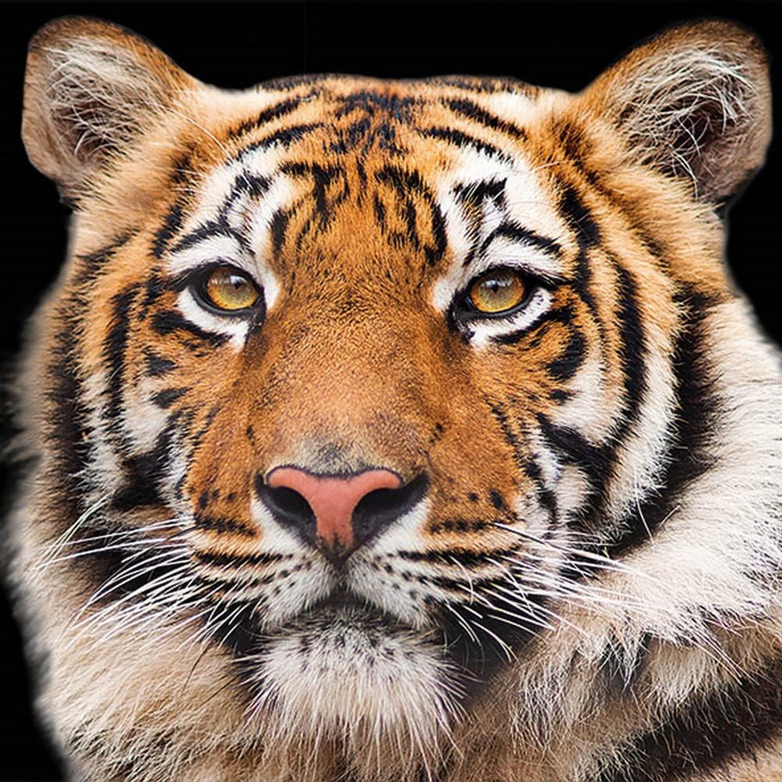 Bengal Tiger Paper Napkins – 3 Ply Wildlife Design – Decoupage – Pack of 20