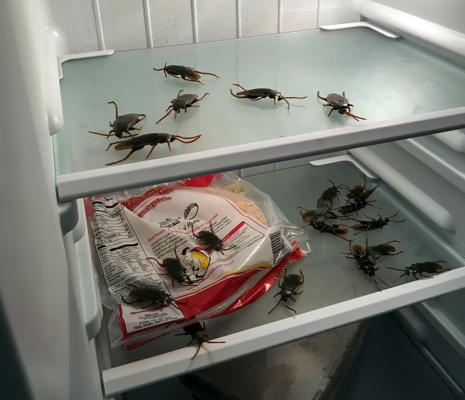 144 Fake Cockroaches-Real Looking Gag Gift Prank-Gross Creepy Freak Your FRIENDS