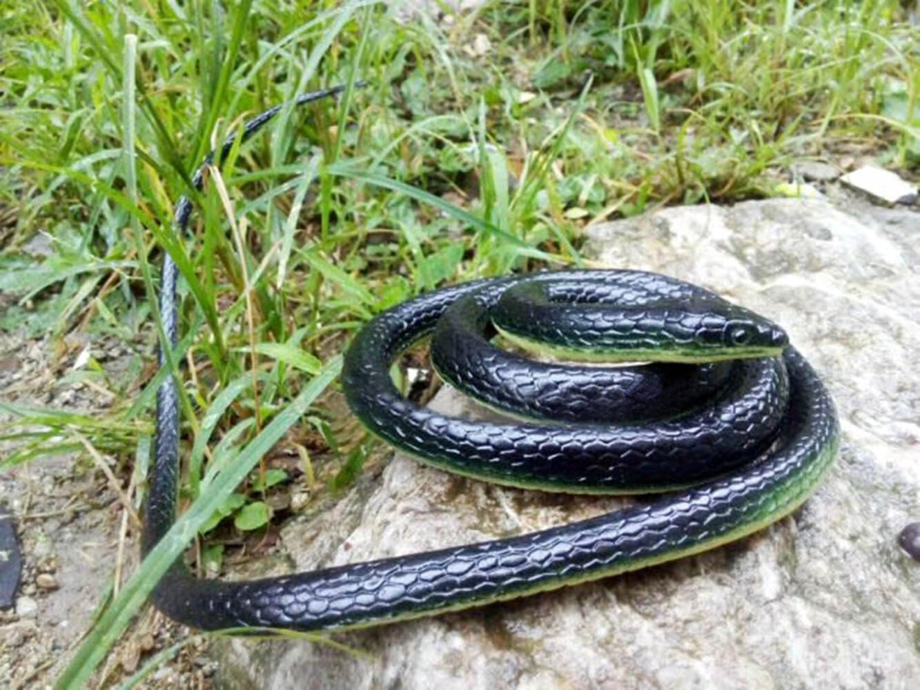 52 Fake Large Rubber Snake Realistic Lifelike Scare Prank Gag Gift Joke Kid Toy