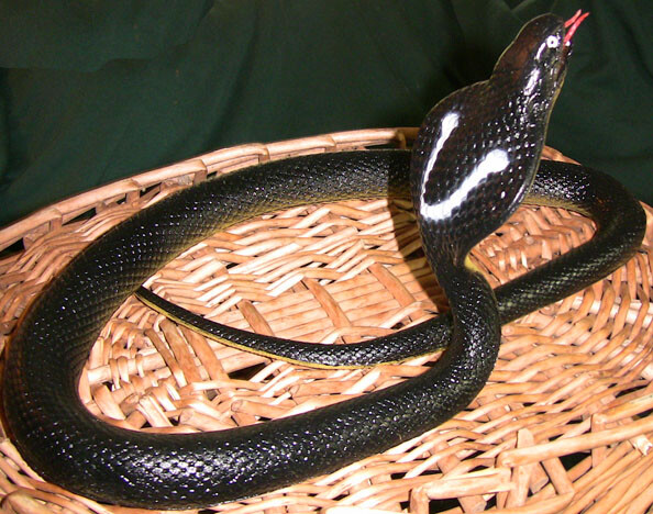 40″ Cobra Rubber Snake Replica – Choice of 3 Varieties